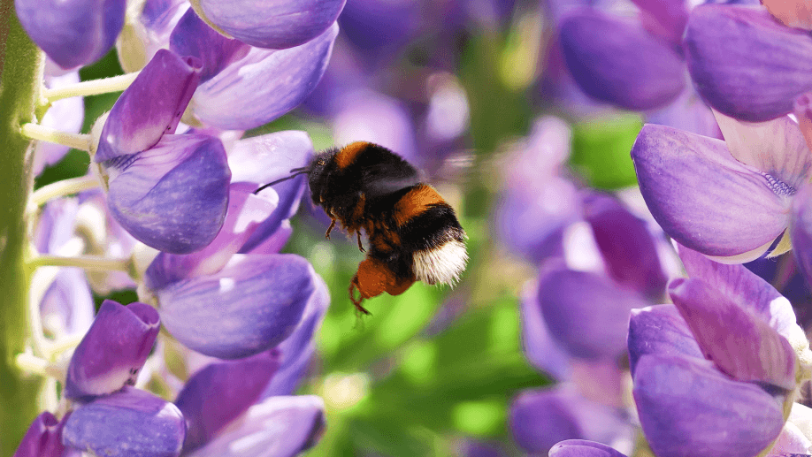 Close-up shot taken with the Porsche Design HONOR Magic7 RSR shows a bumblebee flying to a purple flower.