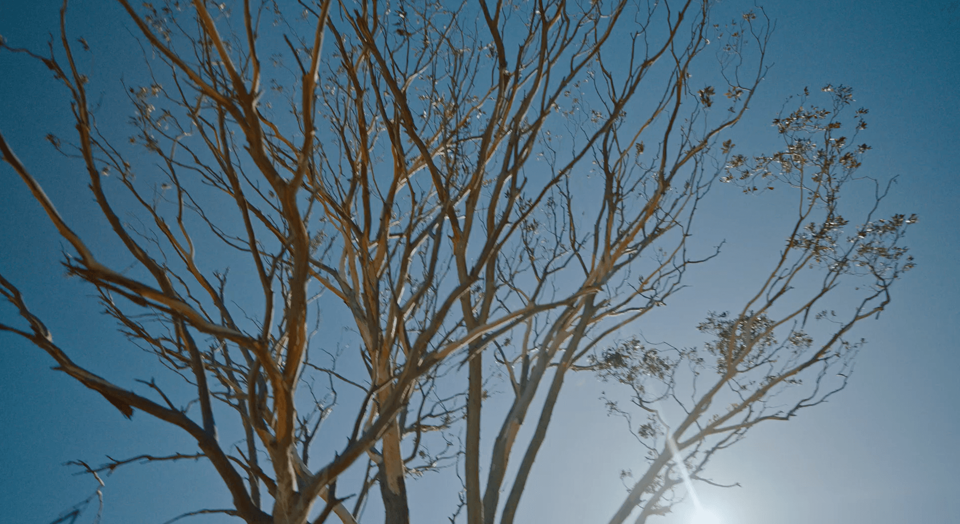 Tree with a blue sky